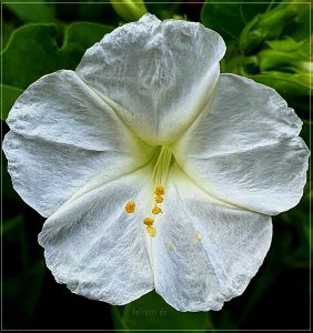 white wonder
