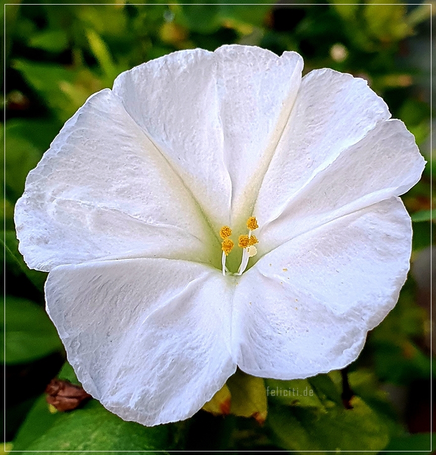white wonderflower